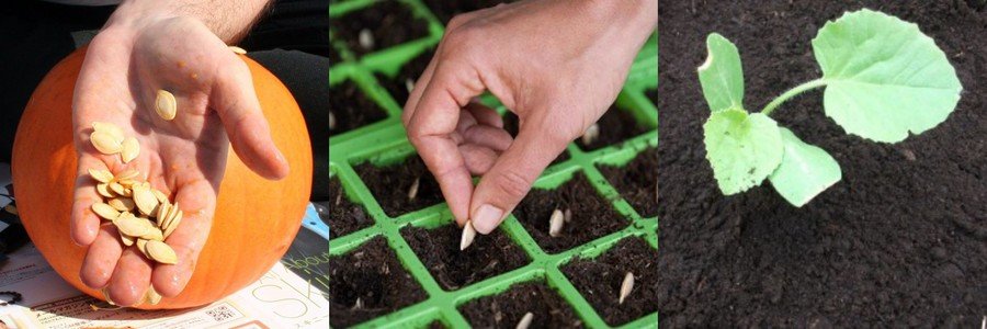 Как посадить тыкву