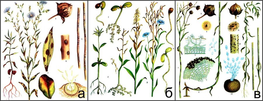 Болезни льна масличного фото