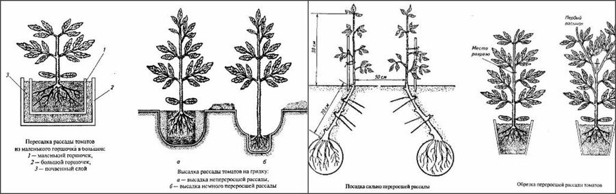 Пересадка рассады помидор
