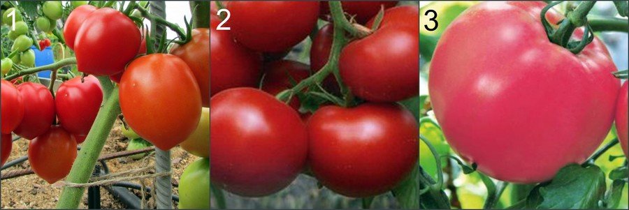 Устойчивые к фитофторозу помидоры