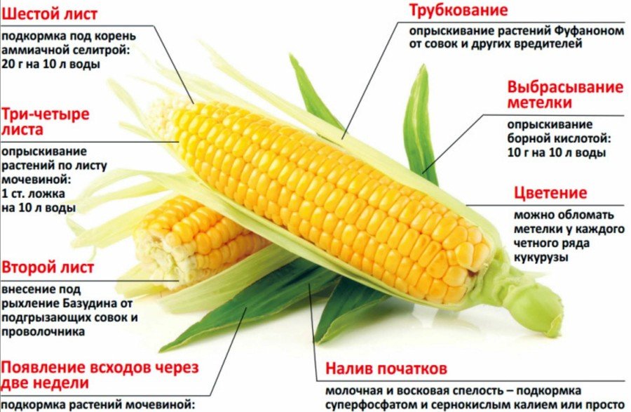 Семена кукурузы какую температуру