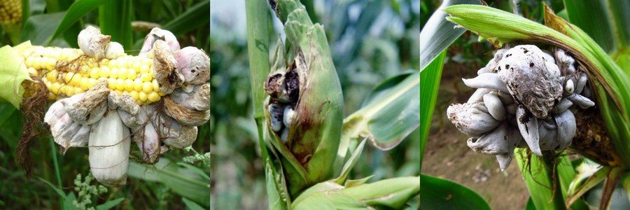Болезни кукурузы и меры борьбы с ними фото
