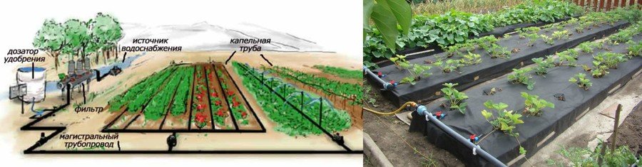 Система капельного полива для клубники схема