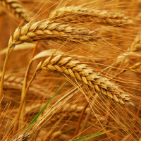 Как вырастить пшеницу на огороде