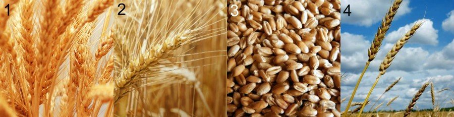 Как в домашних условиях выращивать пшеницу в?