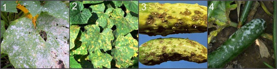Болезни тыквы описание с фотографиями в открытом грунте