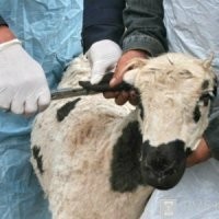 Болезни коз и их симптомы: способы лечения мастита и отека вымени у козы