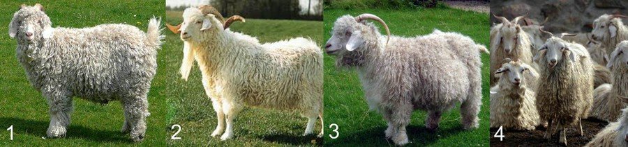 Шерстные породы коз