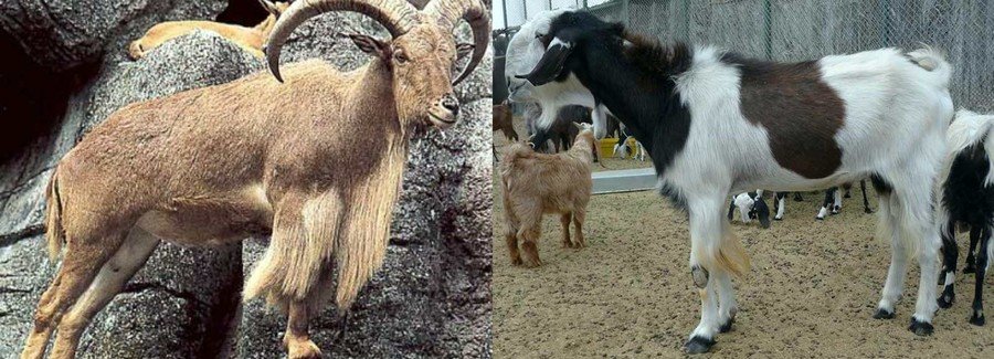 Вислоухие козы