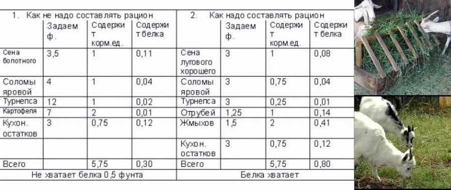 Чем кормить козу в домашних условиях. Кормление дойных коз таблица. Рацион питания для дойных коз. Рацион кормления молочных коз. Суточный рацион козы.