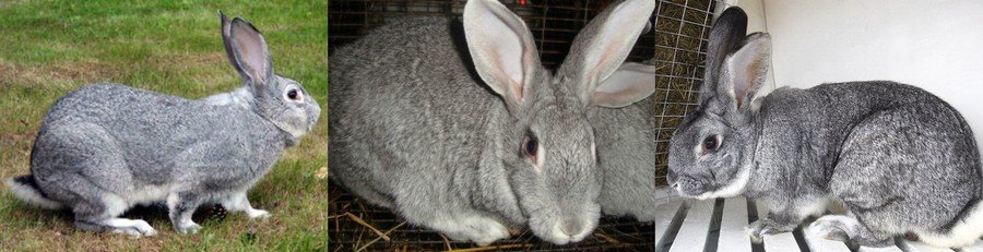 Породы кроликов с фотографиями и названиями 