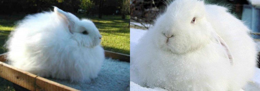 Породы кроликов с фотографиями и названиями 