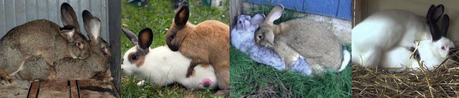 Случка кроликов