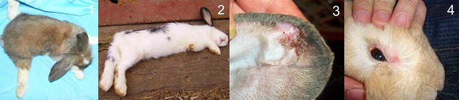 Незаразные болезни кроликов