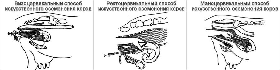 Искусственное осеменение коров