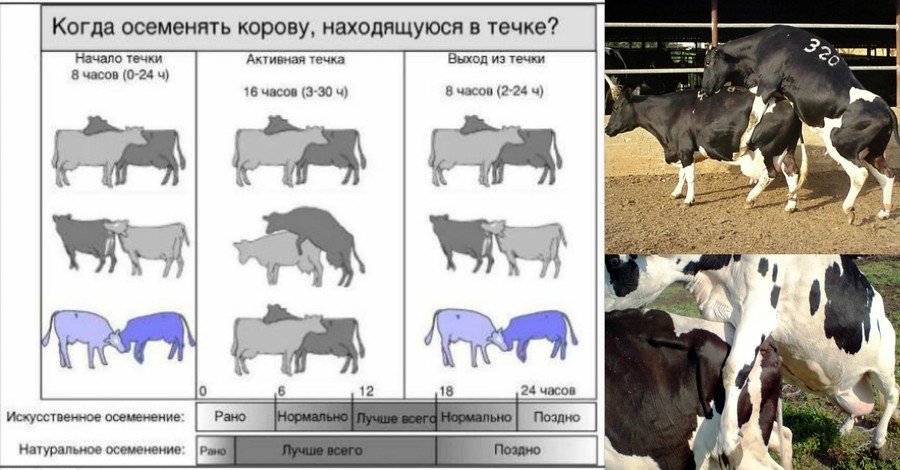 Отел у коровы через какое время. Искусственное осеменение крупного рогатого скота. Схема искусственного осеменения коров. Таблица осеменения коров. Таблица осеменения коров после охоты.