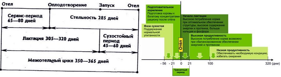 Как провести раздой коровы