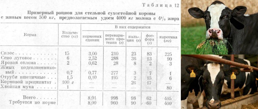 Как составить рацион кормления дойной коровы: дневной рацион, корм, витамины, особенности питания