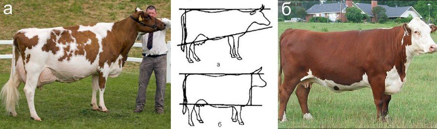 Комолая корова это какая описание породы характеристика