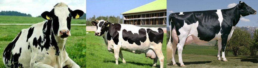 Породы коров с фото и названиями 
