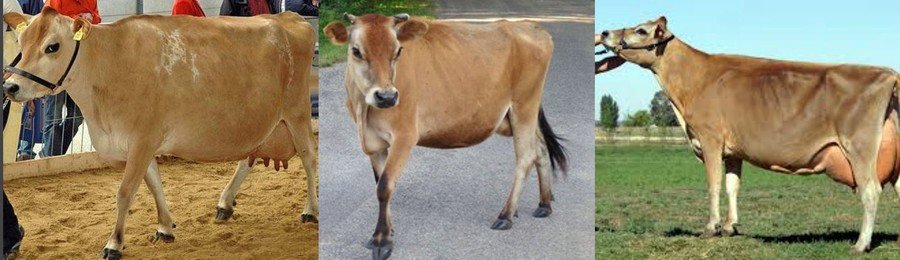 Джерсейская порода коров фото