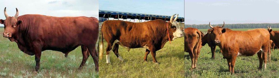 Калмыцкая порода коров фото