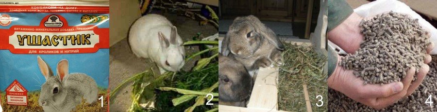 Чем кормить кроликов: в домашних условиях 