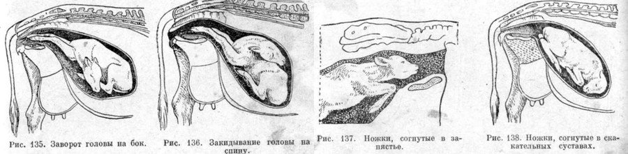 Отел у коровы через какое время. Расположение теленка у коровы перед отелом. Сроки стельности коров по месяцам. У коровы 7 месяцев стельности.