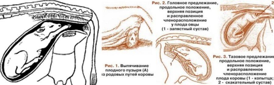 Пузыря надо. Стадии родового процесса у животных. Позиция плода у животных.