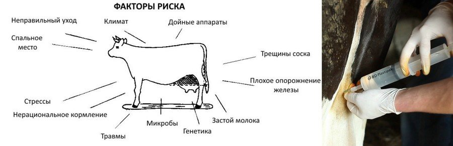 Мастит у коровы