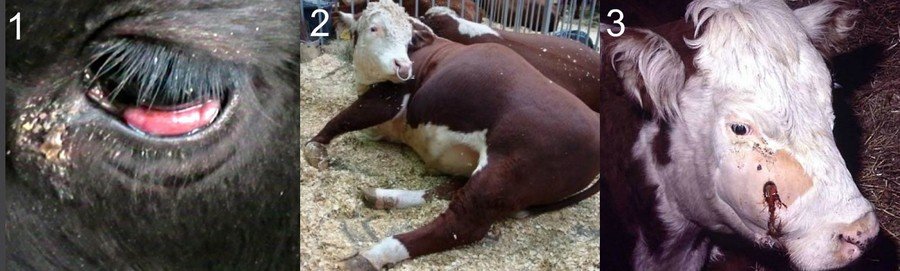 Характерные заболевания копыт у коров