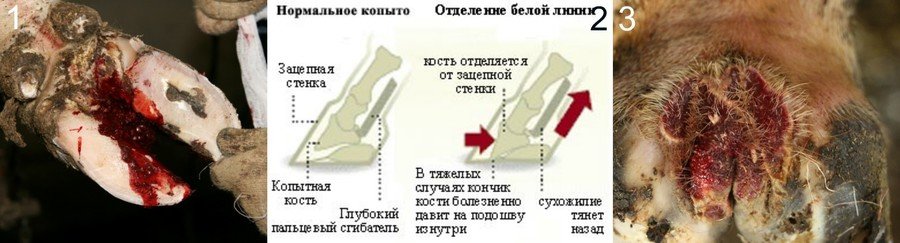 Болезни копыт у коров