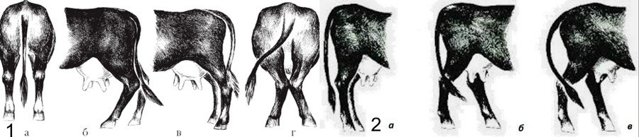 Что у коровы впереди у быка позади. Постановка ног коров. Вывих у теленка задней ноги. Х образная постановка конечностей у коров. X-образная постановка задних ног лошади.