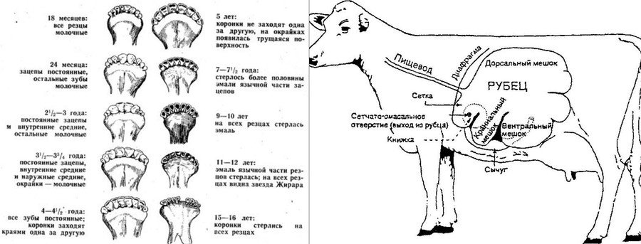Контрольная работа по теме Демодекоз крупного рогатого скота