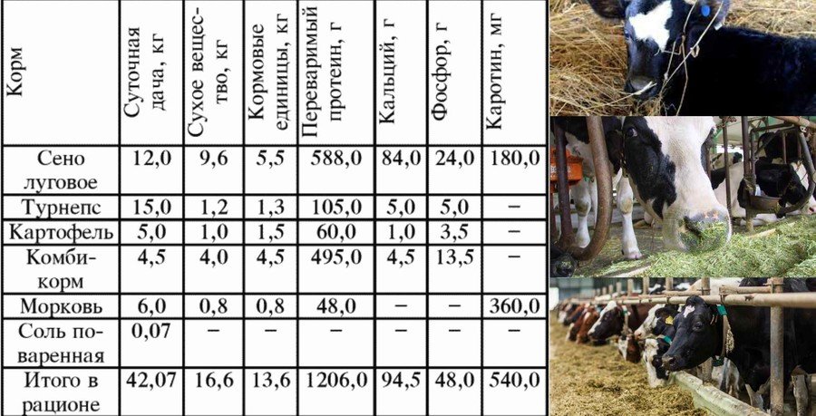 Чем кормить корову