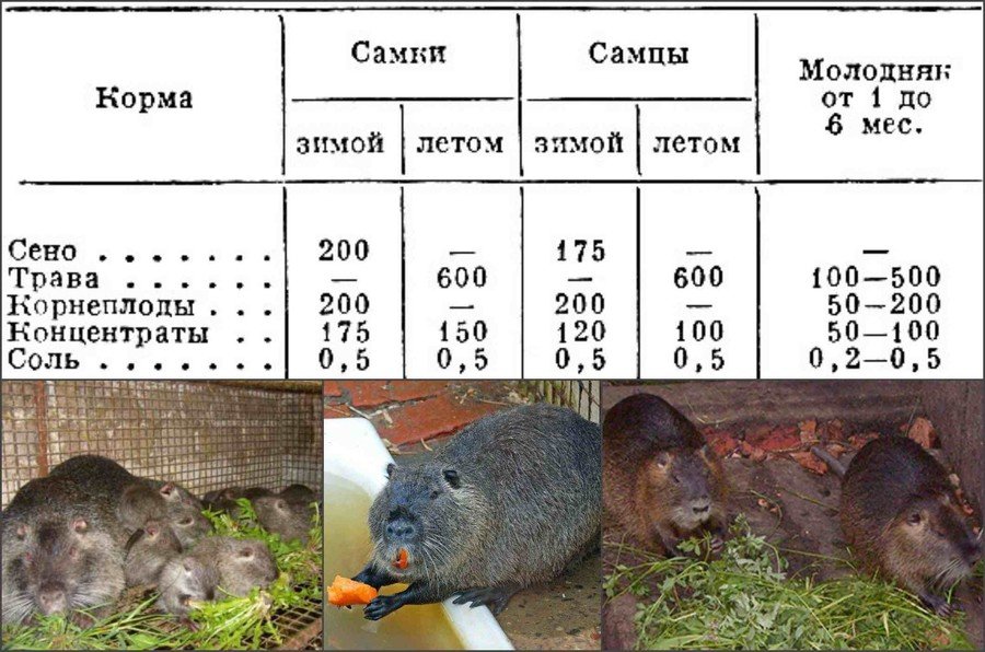 Кормление нутрий в домашних условиях чем и как правильно