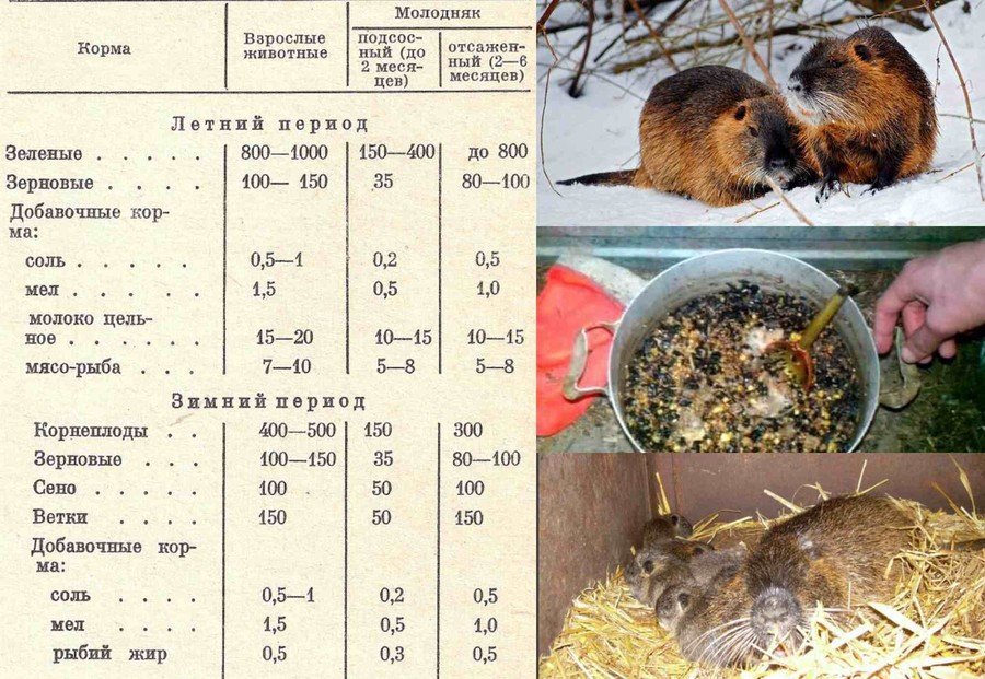 Кормление нутрий зимой