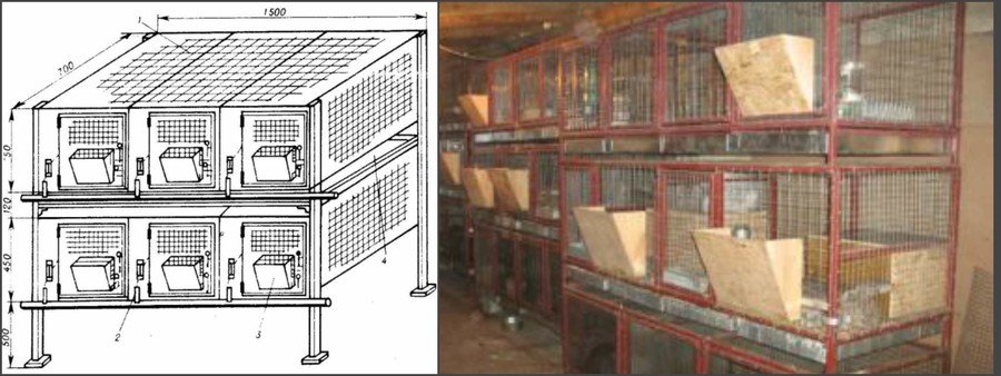Клетка для нутрий своими руками чертежи и фото