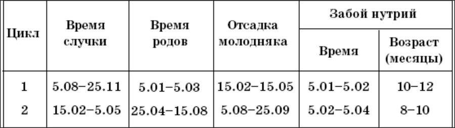 Как определить беременность нутрии