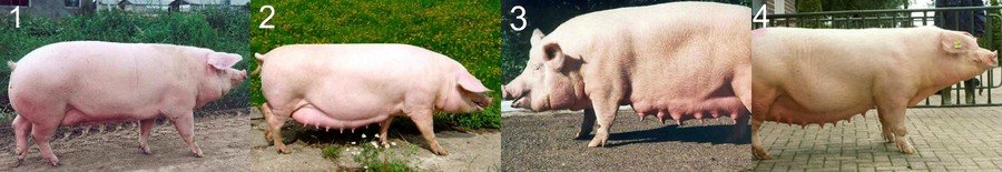 Мясные породы свиней