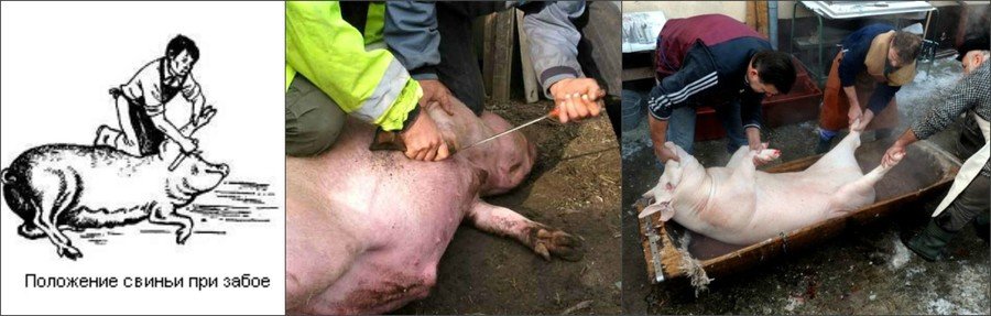 Публичный забой свиней в Швейцарии возмутил общество