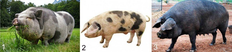 Мясосальные породы свиней
