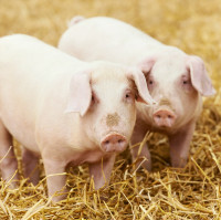 Выращивание свиней для себя: обустройство хлева и правила кормления