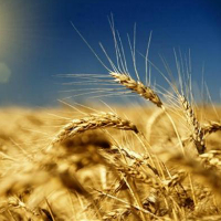 Продажа российской пшеницы