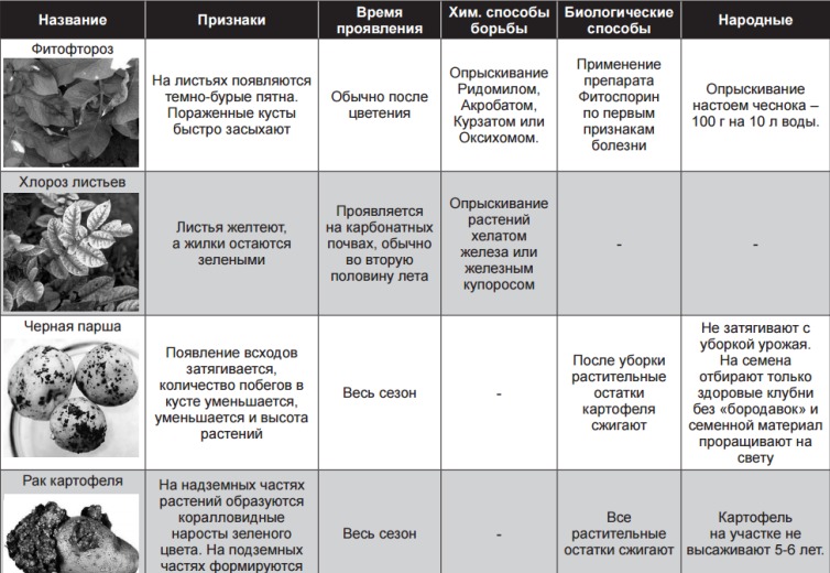 Виды болезней картофеля