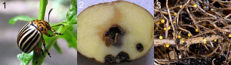 Вредители картофеля: описание с фото, борьба с ними и лечение