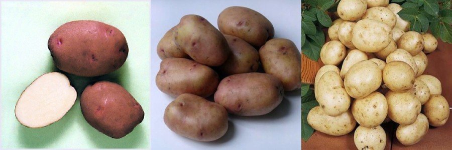 Сорт картофеля Зарница