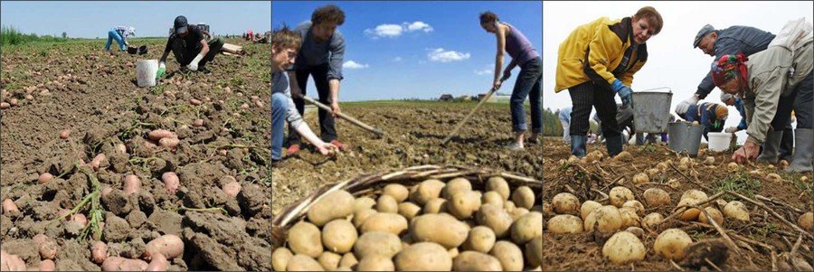 Как копают картошку