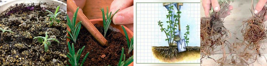 Посадить семена розмарина клубника нсд семена