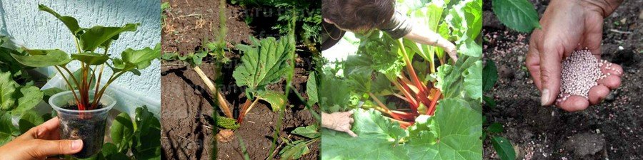 Условия выращивания ревеня и как вырастить ревень из семян в домашних условиях